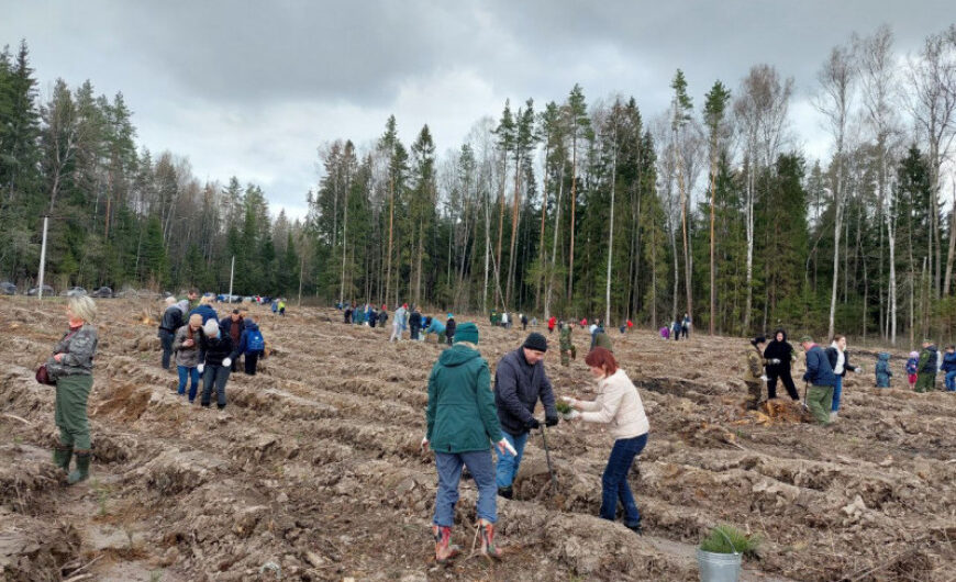 Егорьевские активисты приняли участие в акции «Лес Победы»
